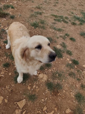 Étalon Golden Retriever - Valkyrie Des Kafer Goldens