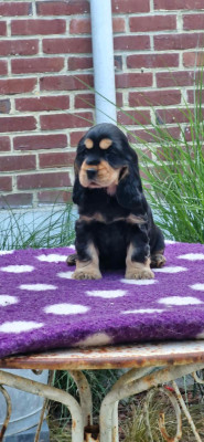 Étalon Cocker Spaniel Anglais - Belle île en mer Of Ortense Memories