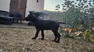Étalon Chien d'arrêt allemand à poil dur - Bender de la plaine des hauts de france Titre Initial