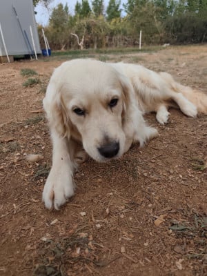 Étalon Golden Retriever - Upsie du col de poulzinieres