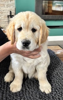 Étalon Golden Retriever - Bernadette Du Domaine Du Petit Perchis
