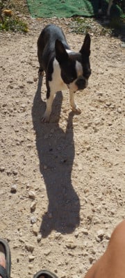 Étalon Boston Terrier - CH. Trudy (Sans Affixe)