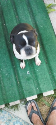 Étalon Boston Terrier - Tulipe (Sans Affixe)