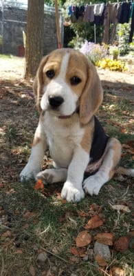 Étalon Beagle - Blanche de Beaumont De La Meute D'astérion