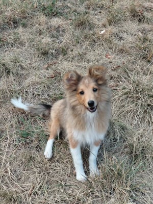 Étalon Shetland Sheepdog - BLOOM Des Comètes Du Verger
