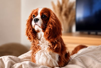 Étalon Cavalier King Charles Spaniel - Attrape Rêve de l'Empreinte d'Enaline