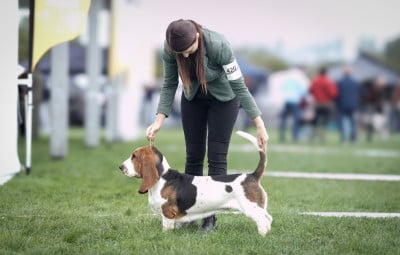 Étalon Basset Hound - A MOANA O Merveilles D'oslo
