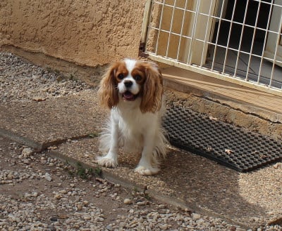 Étalon Cavalier King Charles Spaniel - Une romance du domaine de lavillette
