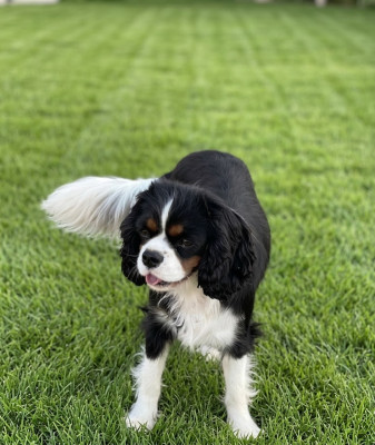 Étalon Cavalier King Charles Spaniel - Vega Gentleman Attitude