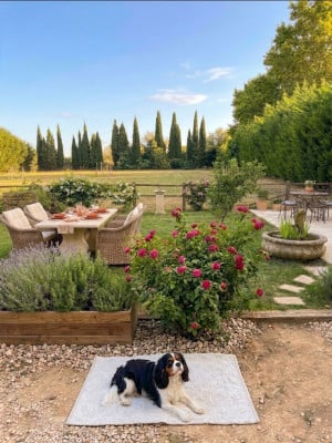 Étalon Cavalier King Charles Spaniel - Axa des Fauves du Kef