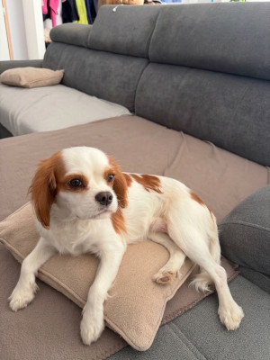 Étalon Cavalier King Charles Spaniel - Ava du pays des cent vallées