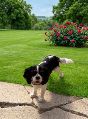 Étalon Cavalier King Charles Spaniel - Allia des Fauves du Kef
