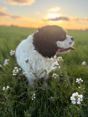 Étalon Cavalier King Charles Spaniel - TEDDY (Sans Affixe)