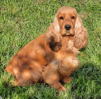Étalon Cocker Spaniel Anglais - Pammy de la Gabrière