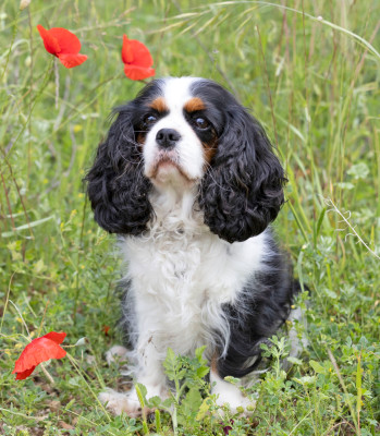 Étalon Cavalier King Charles Spaniel - Théroigne De la combe berail