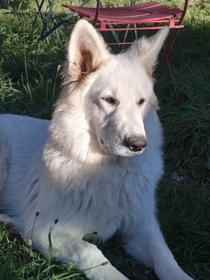 Étalon Berger Blanc Suisse - Blanca Lia Faîl Du Val De Saint-Genis