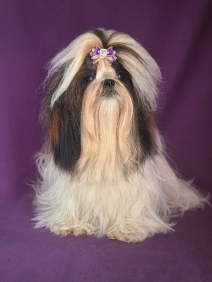 Étalon Shih Tzu - Atheala (Sans Affixe)