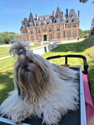 Étalon Shih Tzu - Ange (Sans Affixe)