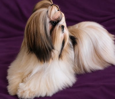Étalon Shih Tzu - Switch Du Domaine De L'Isac