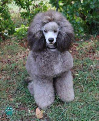 Étalon Caniche - BOYS DON'T CRY The beautiful grey of marysa