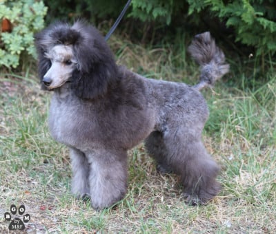 Étalon Caniche - BE MY BABY The beautiful grey of marysa