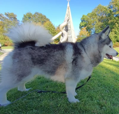 Étalon Siberian Husky - SAVANNAH POM'SKY (Sans Affixe)