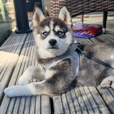 Étalon Siberian Husky - BREIZH POM'SKY (Sans Affixe)