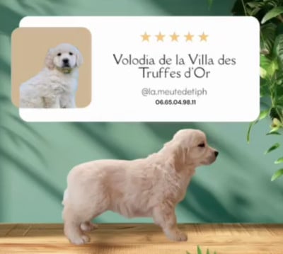 Étalon Golden Retriever - VOLODIA De La Villa Des Truffes D'or
