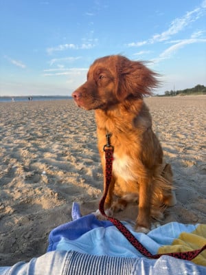 Étalon Retriever de la Nouvelle-Ecosse - Acai Aimee  Colori di fall