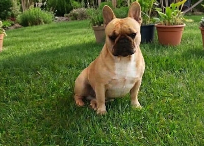 Étalon Bouledogue français - Vicki dit Vérone Du Clan Des Hauts De Somme