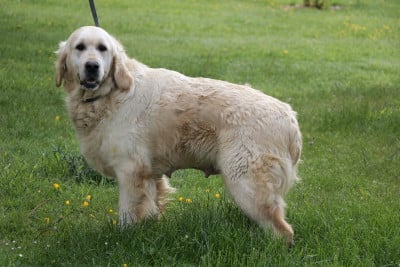Étalon Golden Retriever - shanelle  Du Royaume Des Aussies
