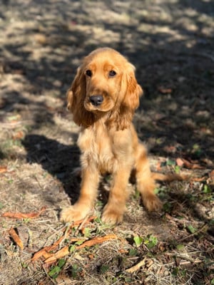 Étalon Cocker Spaniel Anglais - Birdie Du Domaine Charlésien