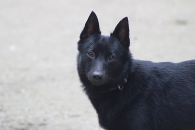 Étalon Schipperke - Thalia mystical black magic