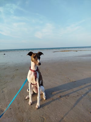 Étalon Whippet - Bruzhun (dite Fisel) De Enez-Lenvenn