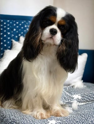 Étalon Cavalier King Charles Spaniel - CH. Alistair  De castel peyrac