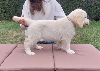 Étalon Golden Retriever - Blue De Novely