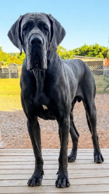 image de Volturi