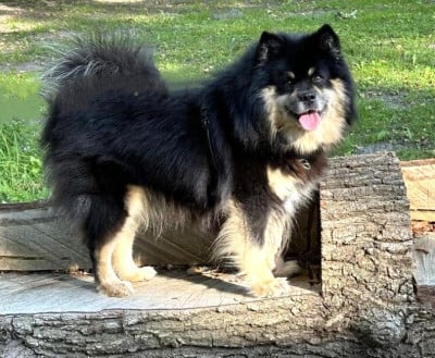 image de Savumerkin maajussi
