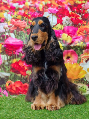 Étalon Cocker Spaniel Anglais - artiste des bois de la bro