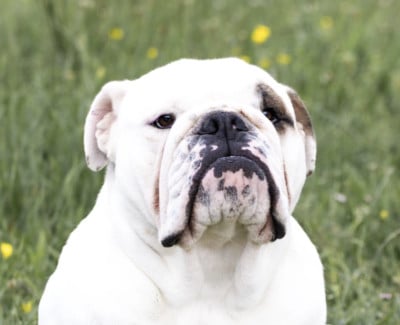 Étalon Bulldog Anglais - Vague À l'Âme De Winny Bull
