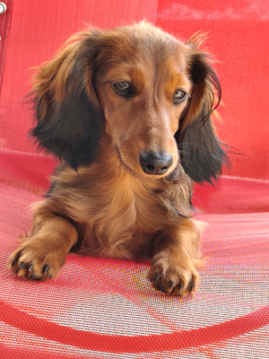 Étalon Teckel poil long - Betty Du Palais De La Hardt