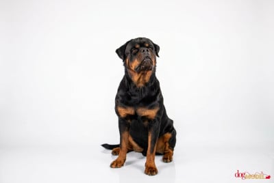 Étalon Rottweiler - Anger Du Temple Des Valkyries