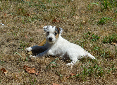 Étalon Parson Russell Terrier - Billie Jean 