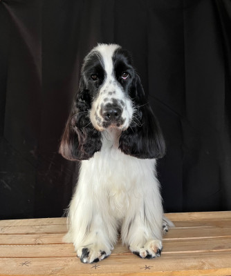 Étalon Cocker Spaniel Anglais - Altesse Des Joy'eaux Du Terrier