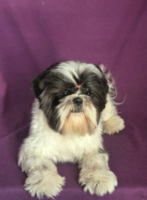 Étalon Shih Tzu - vaiko Land Of Pandora