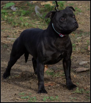 Étalon Staffordshire Bull Terrier - urban legend DENZEL Of Dark Lands
