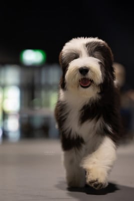 Étalon Bearded Collie - Baby doll Des gardes champetres
