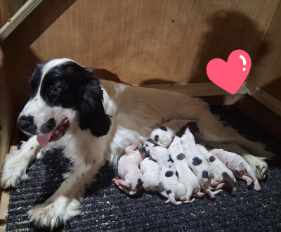 Étalon Cocker Spaniel Anglais - Ursulla du bois des volcans
