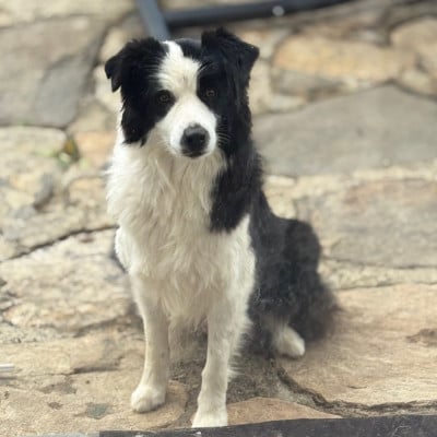 Étalon Border Collie - UNIK  Du Pic De Nore