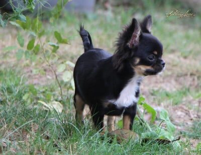 Étalon Chihuahua - Black Pearl De Maniorte Gabriel